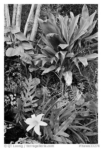 Tropical flower near Kee Beach. Kauai island, Hawaii, USA (black and white)