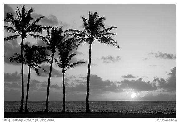 Coconut trees, Kapaa, sunrise. Kauai island, Hawaii, USA (black and white)