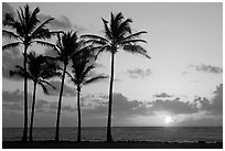 Coconut trees, Kapaa, sunrise. Kauai island, Hawaii, USA ( black and white)