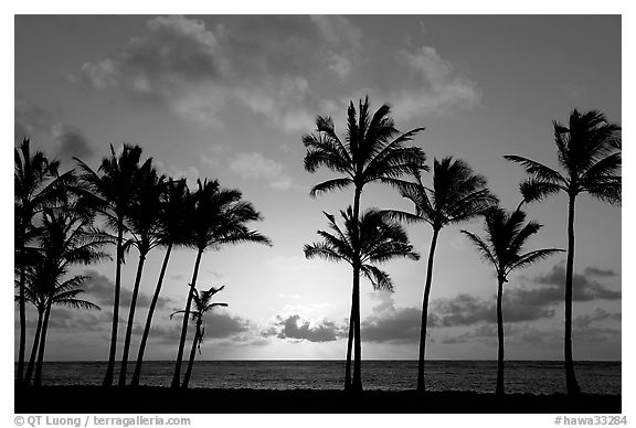 Black and White Picture Photo Palm trees sunrise Kapaa Black and White Picture Photo Palm trees sunrise Kapaa