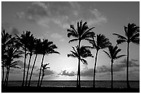 Palm trees, sunrise, Kapaa. Kauai island, Hawaii, USA ( black and white)