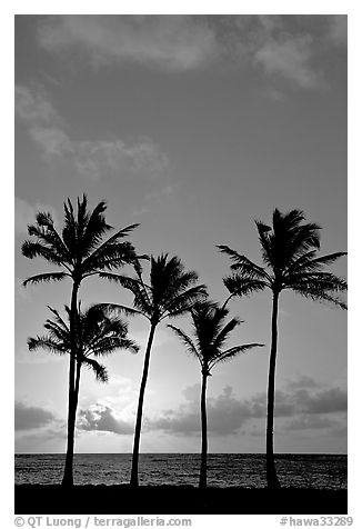 Cocunut trees, sunrise, Kapaa. Kauai island, Hawaii, USA (black and white)