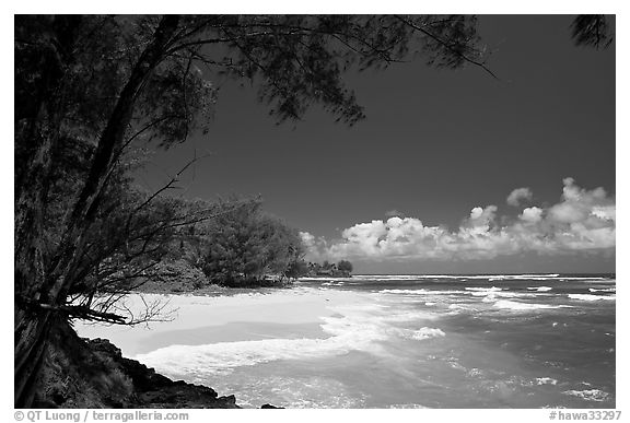 Horsetail Ironwoods framing beach with turquoise waters  near Haena. North shore, Kauai island, Hawaii, USA