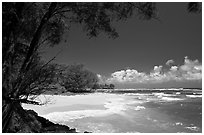 Horsetail Ironwoods framing beach with turquoise waters  near Haena. North shore, Kauai island, Hawaii, USA ( black and white)