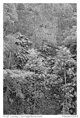 Tropical trees and cliff, Haena Beach Park. North shore, Kauai island, Hawaii, USA (black and white)