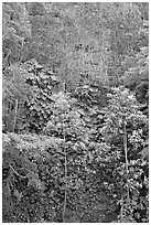 Tropical trees and cliff, Haena Beach Park. North shore, Kauai island, Hawaii, USA ( black and white)
