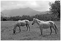 Horses and mountains near Haena. North shore, Kauai island, Hawaii, USA ( black and white)