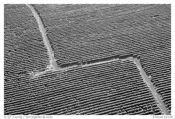 Aerial view of coffee plantations. Kauai island, Hawaii, USA (black and white)