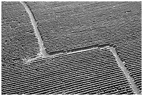 Aerial view of coffee plantations. Kauai island, Hawaii, USA (black and white)