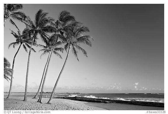 Palm trees and beach, Salt Pond Beach, late afternoon. Kauai island, Hawaii, USA