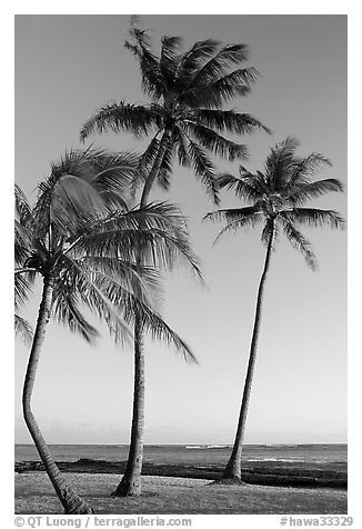 Palm trees, Salt Pond Beach, late afternoon. Kauai island, Hawaii, USA (black and white)