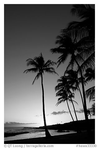 Palm trees and beach, Salt Pond Beach, sunset. Kauai island, Hawaii, USA