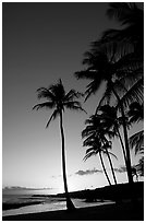 Palm trees and beach, Salt Pond Beach, sunset. Kauai island, Hawaii, USA (black and white)