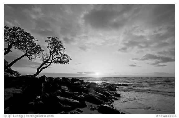 Wind twisted trees and sunrise, Lydgate Park. Kauai island, Hawaii, USA