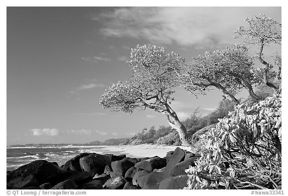 Boulders, trees, and beach, Lydgate Park, early morning. Kauai island, Hawaii, USA (black and white)