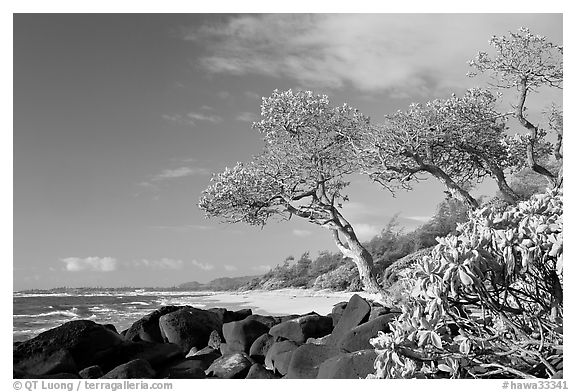 Boulders, trees, and beach, Lydgate Park, early morning. Kauai island, Hawaii, USA