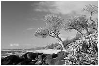 Boulders, trees, and beach, Lydgate Park, early morning. Kauai island, Hawaii, USA (black and white)