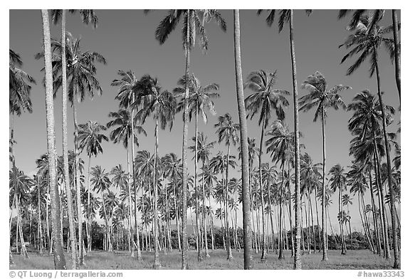 Coconut tree grove near Kapaa. Kauai island, Hawaii, USA (black and white)