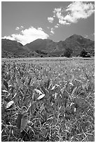 Taro plantation in  Hanalei, morning. Kauai island, Hawaii, USA (black and white)