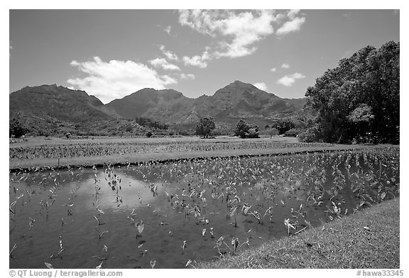 Taro patch in  Hanalei, morning. Kauai island, Hawaii, USA (black and white)