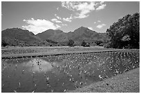 Taro patch in  Hanalei, morning. Kauai island, Hawaii, USA ( black and white)