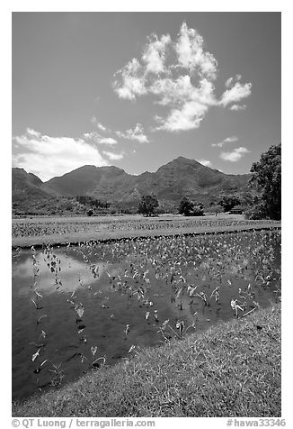 Taro field in  Hanalei, morning. Kauai island, Hawaii, USA (black and white)