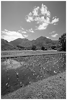 Taro field in  Hanalei, morning. Kauai island, Hawaii, USA (black and white)