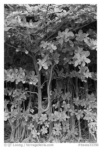 Tropical trees and roots, Haena beach park. North shore, Kauai island, Hawaii, USA