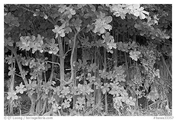 Tropical trees and roots, Haena beach park. North shore, Kauai island, Hawaii, USA (black and white)