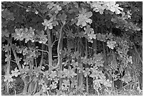 Tropical trees and roots, Haena beach park. North shore, Kauai island, Hawaii, USA (black and white)