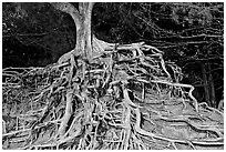 Roots of trees, Kee Beach, late afternoon. North shore, Kauai island, Hawaii, USA (black and white)