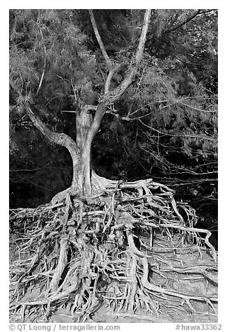 Tree with exposed roots, Kee Beach, late afternoon. North shore, Kauai island, Hawaii, USA (black and white)