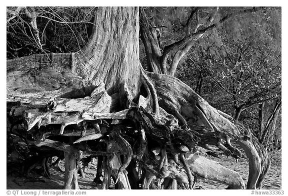 Exposed roots,  Kee Beach, late afternoon. North shore, Kauai island, Hawaii, USA