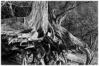 Exposed roots,  Kee Beach, late afternoon. North shore, Kauai island, Hawaii, USA (black and white)