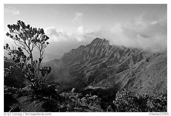 Kalalau Valley and tree, from the Pihea Trail, late afternoon. Kauai island, Hawaii, USA (black and white)