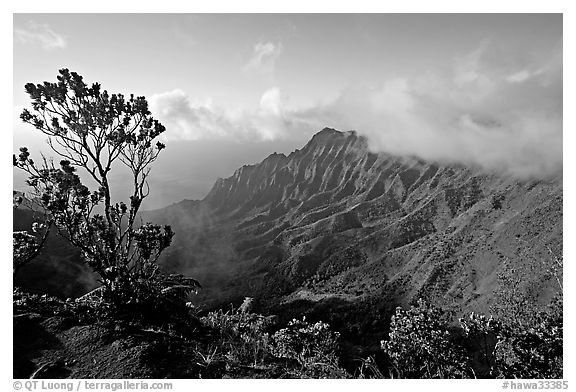 Kalalau Valley and tree, from the Pihea Trail, late afternoon. Kauai island, Hawaii, USA