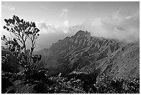 Kalalau Valley and tree, from the Pihea Trail, late afternoon. Kauai island, Hawaii, USA ( black and white)