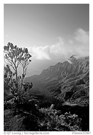 Kalalau Valley and tree, late afternoon. Kauai island, Hawaii, USA