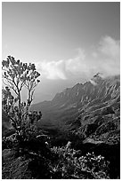 Kalalau Valley and tree, late afternoon. Kauai island, Hawaii, USA (black and white)