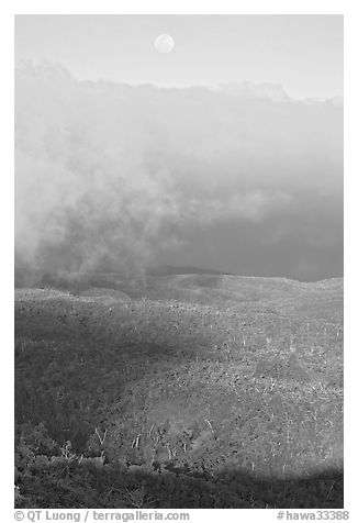 Alakai Swamp and moon, sunset. Kauai island, Hawaii, USA (black and white)