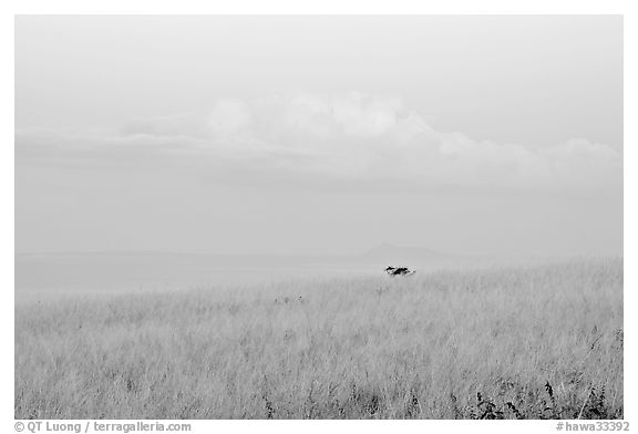 Grasses, ocean, and cloud, dawn. Kauai island, Hawaii, USA (black and white)