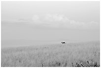 Grasses, ocean, and cloud, dawn. Kauai island, Hawaii, USA (black and white)