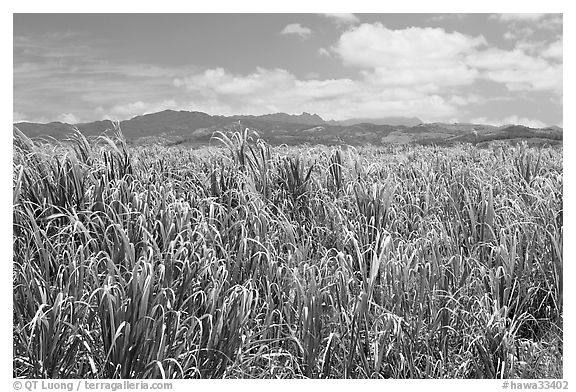 Field of sugar cane. Kauai island, Hawaii, USA