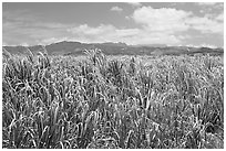 Field of sugar cane. Kauai island, Hawaii, USA (black and white)