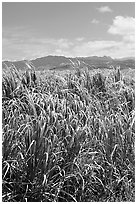 Sugar cane plantation. Kauai island, Hawaii, USA (black and white)