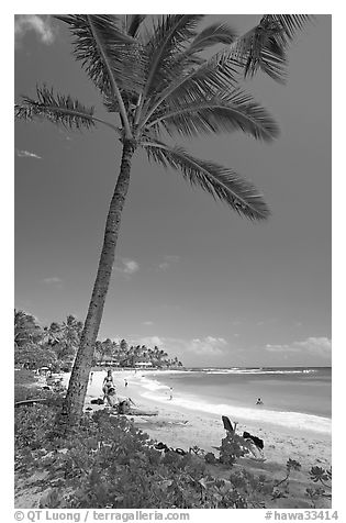 Palm tree, Sheraton Beach, mid-day. Kauai island, Hawaii, USA (black and white)