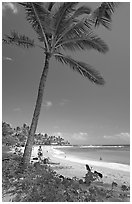 Palm tree, Sheraton Beach, mid-day. Kauai island, Hawaii, USA ( black and white)