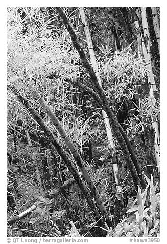 Lush grove of Bamboo. Akaka Falls State Park, Big Island, Hawaii, USA (black and white)