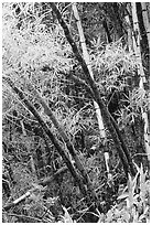 Lush grove of Bamboo. Akaka Falls State Park, Big Island, Hawaii, USA (black and white)