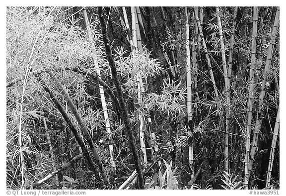 Bamboo trunks and leaves. Akaka Falls State Park, Big Island, Hawaii, USA (black and white)